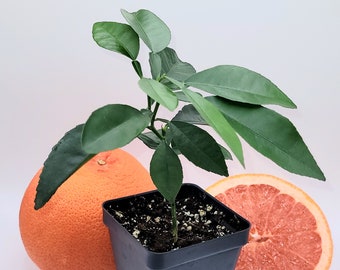 Ruby Grapefruit tree, 3-6 inches tall