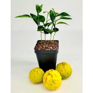 Juego de 4 árboles de lima kaffir, de 5 a 10 cm de altura.