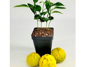 Ensemble de 4 tilleuls combava, de 2 à 4 pouces de haut