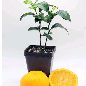 Pot of 2 Satsuma mandarin trees, 3-5 inches tall.