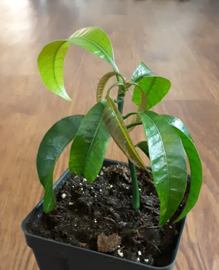 Live Kent mango tree Etsy