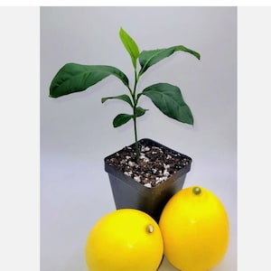 May include: A small potted Meyer lemon tree seedling with two ripe yellow lemons in front of it. The plant is in a black plastic pot with soil and white perlite.