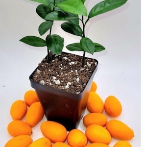 basketball planter Mini Basketball Planter (Boston Celtics) main image 0