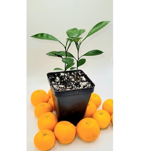 May include: A small potted citrus tree with green leaves, surrounded by a ring of bright orange mandarins.