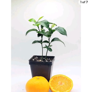 Pot of 2 Satsuma mandarin trees, 3-5 inches tall.