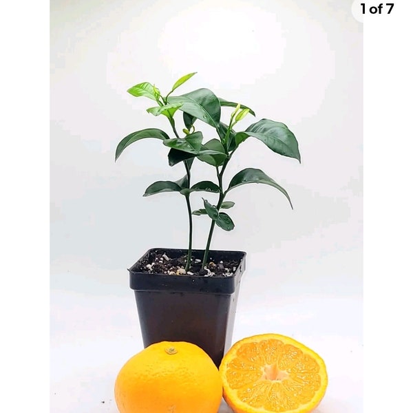 Pot of 2 Satsuma mandarin trees, 3-5 inches tall