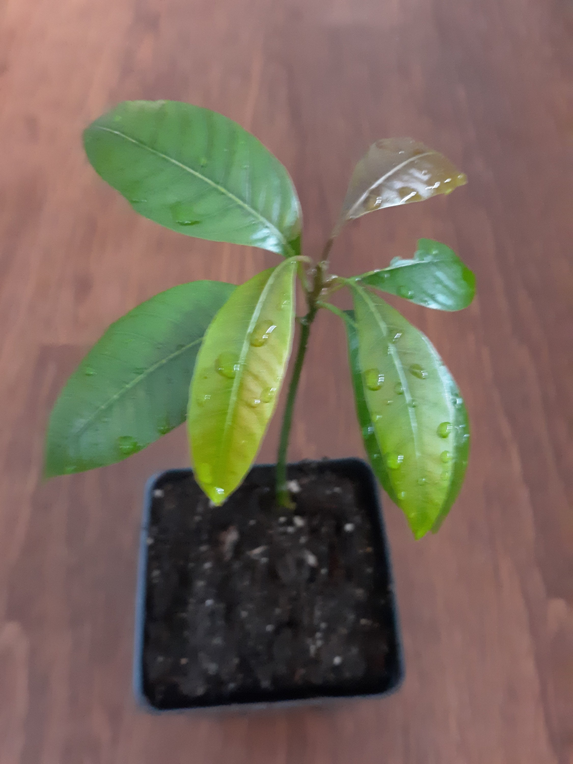 Live Kent mango tree | Etsy