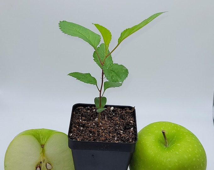 Red Delicious Apple Tree Seedling Etsy
