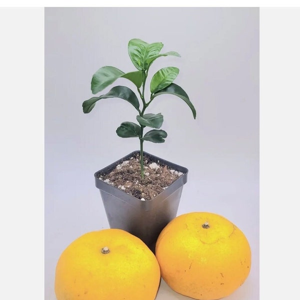 Honey Tangerine orange starter plants, 3-5 inches tall.
