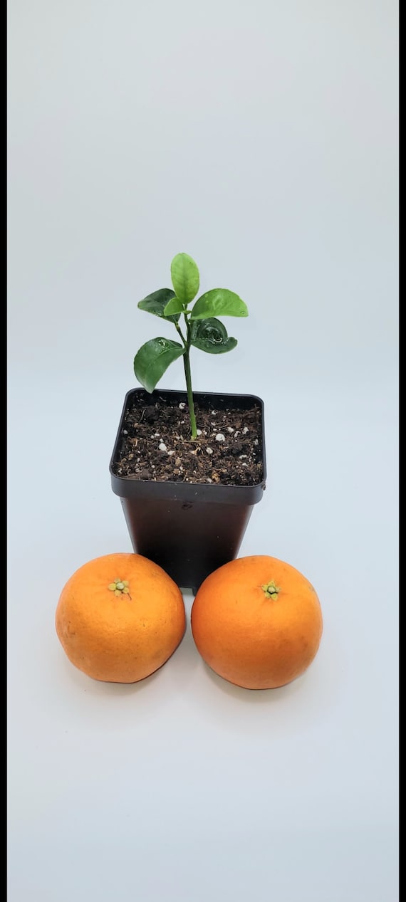 satsuma Amazon.com : Satsuma Mandarin Fruit Tree Plant, 2 to 3 Ft