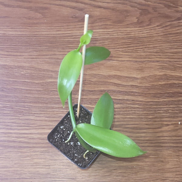 Vanilla Bean Plant Etsy