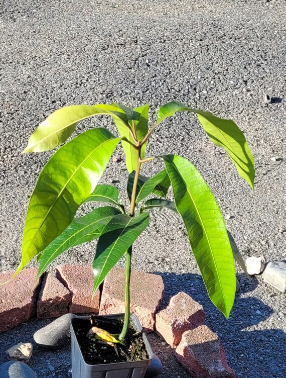 Live Kent Mango Tree Etsy