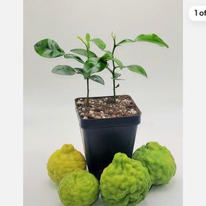 Pot of 2 kaffir lime plants!, 2-3 inches tall.  Live plant! Thriving and very healthy!