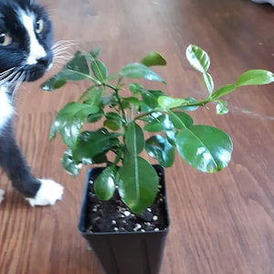 Kaffir lime tree. 5-10 inches tall.