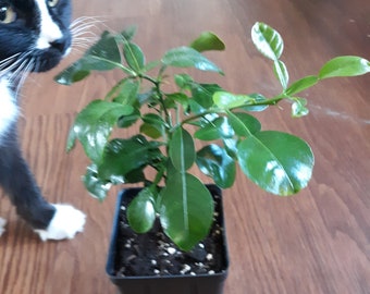 May include: A black and white cat looks at a potted green plant with dark green leaves. The plant is in a black plastic pot.