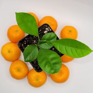 Calamondin/Calamansi seedling, 3-5 inches tall.