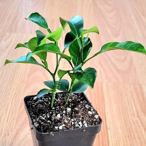 May include: A small green plant with multiple stems growing in a black plastic pot. The plant is potted in dark brown soil with white perlite.