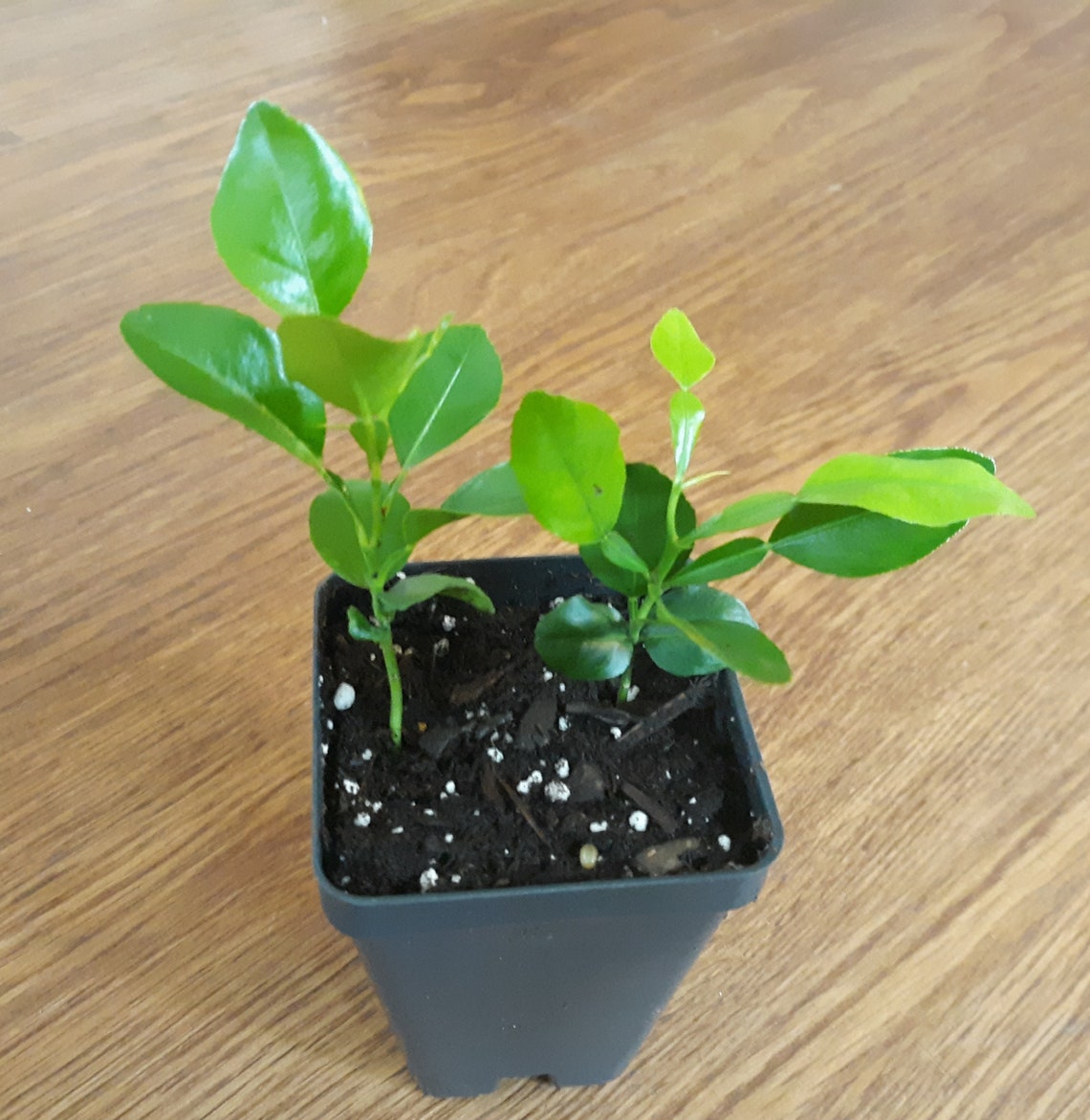 Pot of 2 kaffir lime plants 23 inches tall. Live plant Etsy