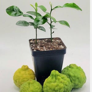 May include: A potted citrus plant with vibrant green leaves and small, developing branches. Four green and yellow citrus fruits are arranged around the base of the pot. The fruits have a textured, bumpy surface.