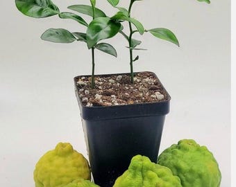 May include: A potted citrus plant with vibrant green leaves and small, developing branches. Four green and yellow citrus fruits are arranged around the base of the pot. The fruits have a textured, bumpy surface.