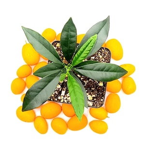 Nagami kumquat seedlings, 3-4 inches tall. The plants are grown indoor under grow light. They are healthy and ready for good homes.