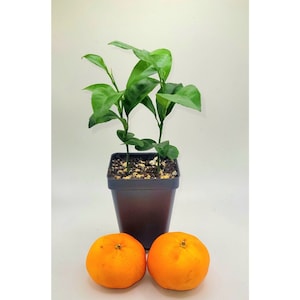 May include: Two small potted orange trees with green leaves and two ripe orange fruits on a white surface.