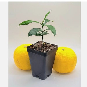 Yuzu tree 3-5 inches tall