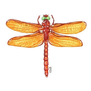 Red-Veined Darter Dragonfly, Original Watercolor Painting
