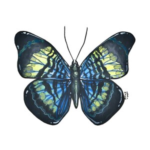 Prola Beauty Butterfly, pittura acquerello originale