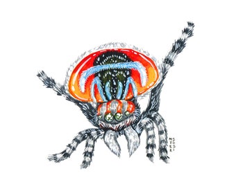 Peacock Spider, Original Watercolor Painting