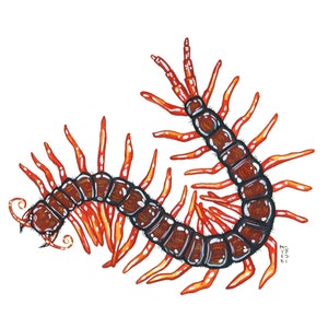 Texas Redheaded Giant Centipede, Original Watercolor Painting