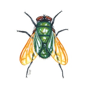 Blow Fly, pittura acquerello originale