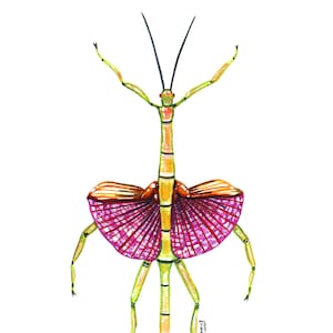 Achrioptera Spinosissima Stick Insetto, Pittura acquerello originale