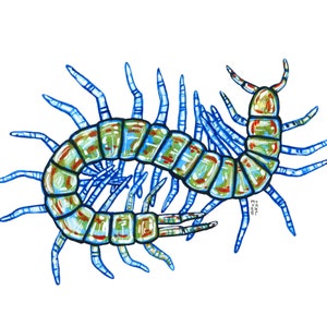 Millepiedi tigre blu, pittura acquerello originale