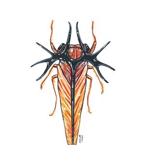 May include: A detailed illustration of a bug with a black and orange body. The bug has a large, black, spiky head with a ring around the eyes. The bug is drawn in a realistic style.
