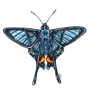 Chorinea Octauius Butterfly, Pittura acquerello originale