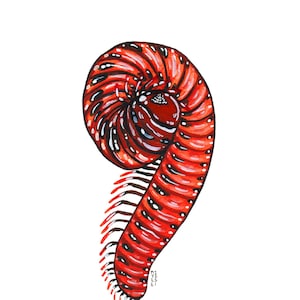 Millipede rosso, pittura acquerello originale