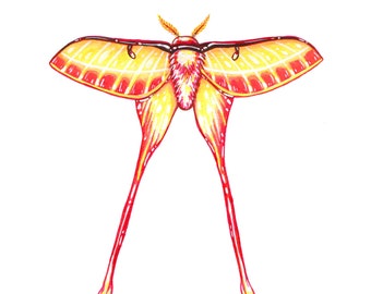 Chinese Moon Moth, Original Watercolor Painting