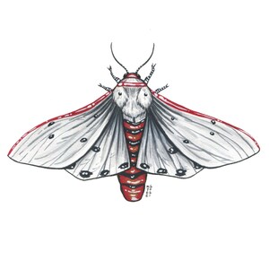 Red Costate Tiger Moth, Original Watercolor Painting
