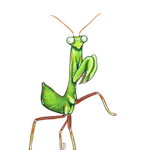 California Mantis, pittura acquerello originale
