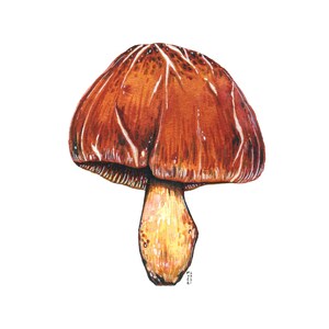 Shiitake Mushroom, Original Watercolor Painting
