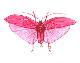 Oblong-Winged Katydid, Original Watercolor Painting