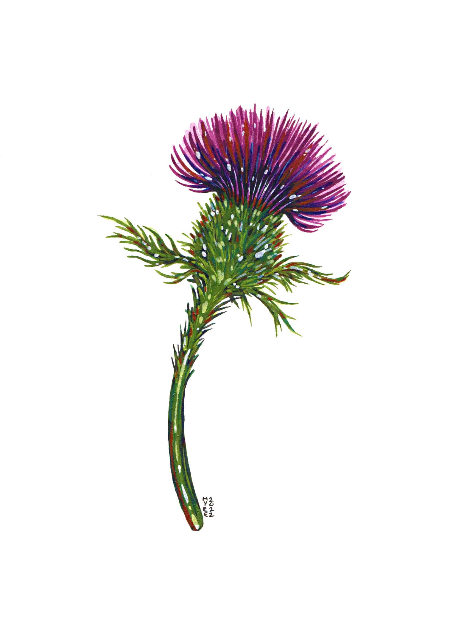 Scottish Thistle, Original Watercolor Painting Etsy