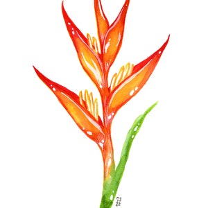 Heliconia, Original Watercolor Painting