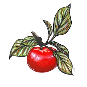 Melo, Acquerello originale Pittura