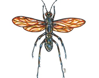 標本 Brazil Pepsis heros 111mm super big 標本 Brazil Pepsis heros