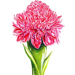 Pink Torch Ginger Flower, Original Watercolor Painting