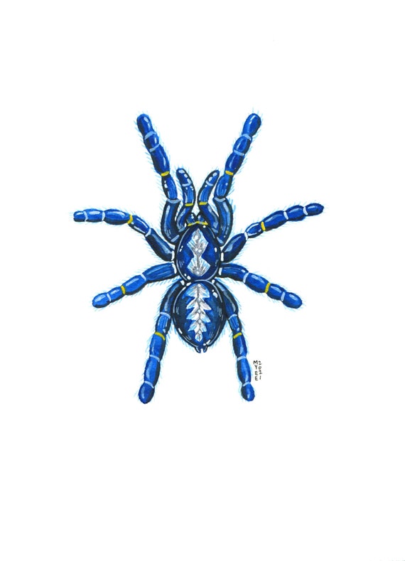 Gooty Sapphire Ornamental Tarantula Original Watercolor Etsy