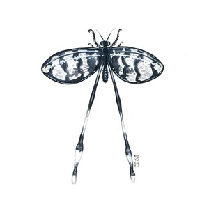Lacewing spoonwing, pittura acquerello originale