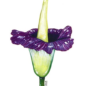 Titan Arum, Original Watercolor Painting
